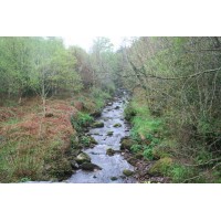 Forest Stream Canvas Framed